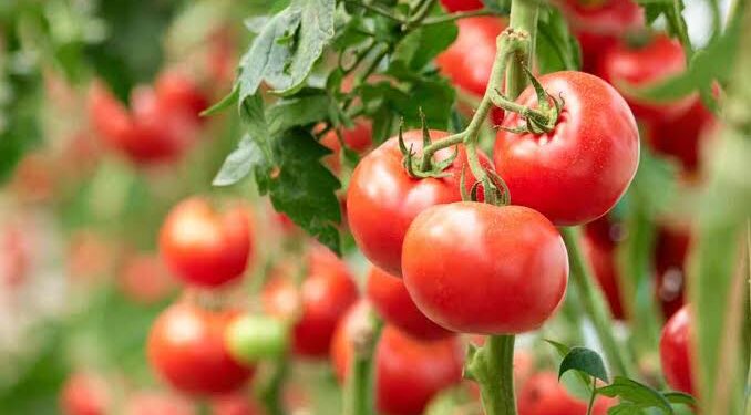 Investigador de la UAS realizará una estancia posdoctoral en la Universidad de Almería, España, para estudiar el cultivo y comercialización del tomate