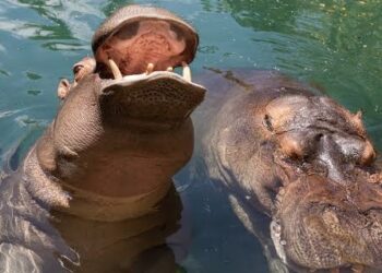 Una pareja de hipopótamos llegará al Zoológico de Culiacán, anuncia alcalde