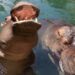 Una pareja de hipopótamos llegará al Zoológico de Culiacán, anuncia alcalde