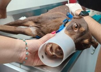 “Esperanza” perrita baleada en Culiacán necesita de tu apoyo