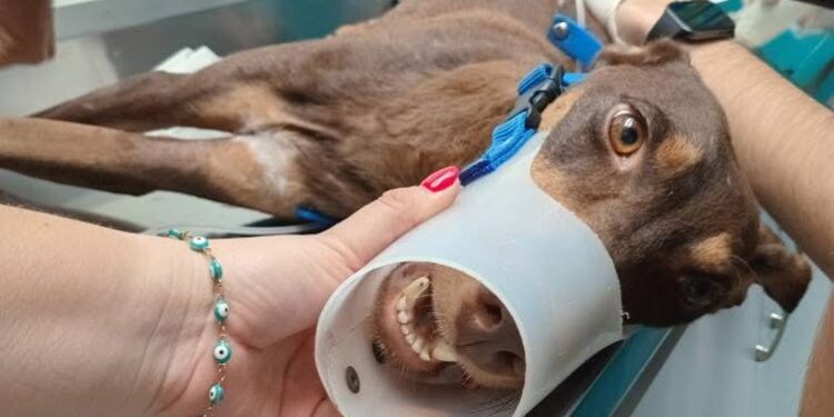 “Esperanza” perrita baleada en Culiacán necesita de tu apoyo