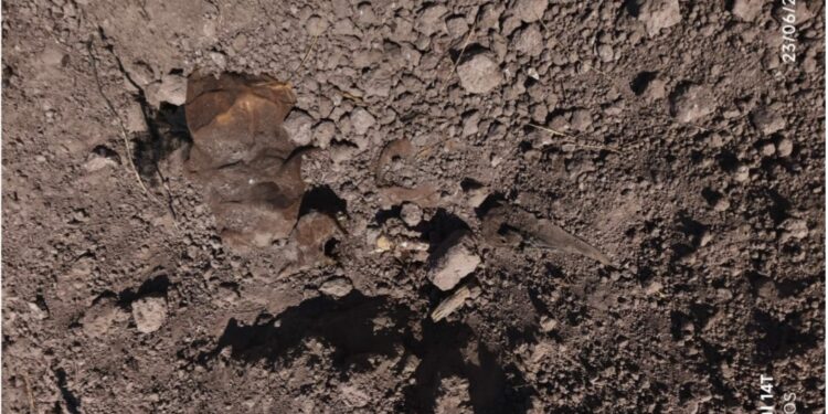 Sabuesas Guerreras localizan dos fosas clandestinas en el Gato de Lara, Angostura