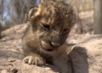 En medio del mayor éxodo de animales por la incesante violencia, nace cachorra de león, es cría de dos felinos rescatados