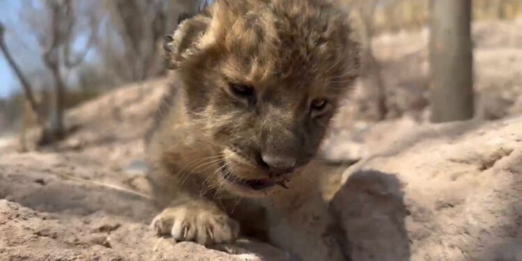 En medio del mayor éxodo de animales por la incesante violencia, nace cachorra de león, es cría de dos felinos rescatados