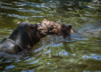 ¡Bienvenidos al Zoo Culiacan! Familias dan la bienvenida a la nueva pareja de hipopótamos