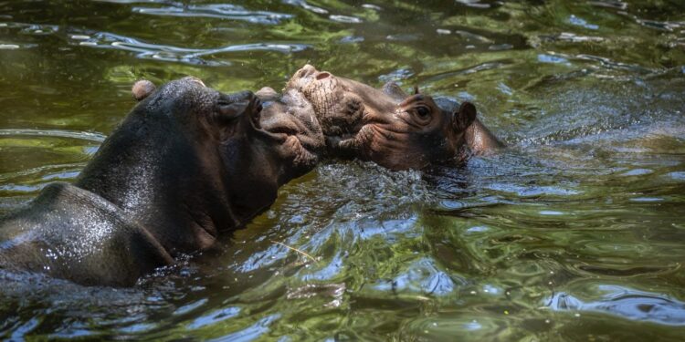 ¡Bienvenidos al Zoo Culiacan! Familias dan la bienvenida a la nueva pareja de hipopótamos
