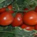 “Nos trae bien nerviosos”: AARC ante anuncio de Trump de arancel para el tomate a partir del 14 de julio