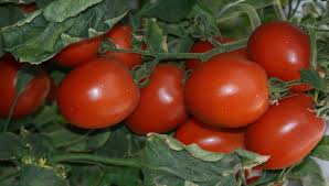 “Nos trae bien nerviosos”: AARC ante anuncio de Trump de arancel para el tomate a partir del 14 de julio