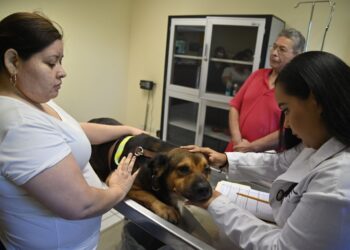 ¡A tener cuidado! Debido al calor y la humedad, las mascotas pueden sufrir de diversas enfermedades en la piel, señala especialista