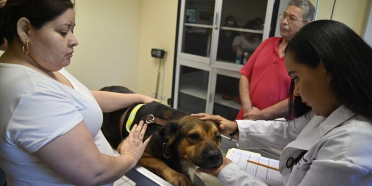 ¡A tener cuidado! Debido al calor y la humedad, las mascotas pueden sufrir de diversas enfermedades en la piel, señala especialista