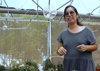 Maestranda de la UAS investiga características en la germinación del Pitayo de Martínez para reforestar y comercializarlo de manera sustentable