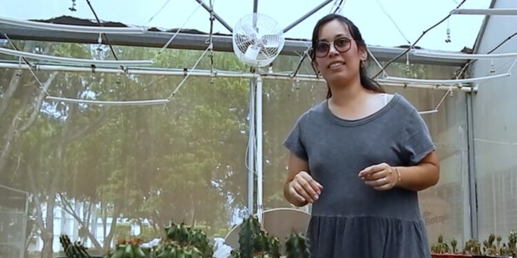 Maestranda de la UAS investiga características en la germinación del Pitayo de Martínez para reforestar y comercializarlo de manera sustentable