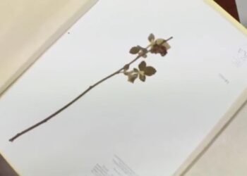 Desde 1981 la Facultad de Agronomía de la UAS cuenta con un Herbario con más de 20 mil ejemplares de diversas especies de flora nativa de Sinaloa