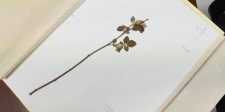 Desde 1981 la Facultad de Agronomía de la UAS cuenta con un Herbario con más de 20 mil ejemplares de diversas especies de flora nativa de Sinaloa