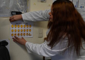 Consumo de ajo en concentraciones elevadas podría representar un riesgo toxicológico, especialmente durante el embarazo, señala investigadora