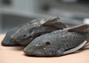 La invasión de especies exóticas como el pez diablo en los ríos de Culiacán está afectando a la fauna nativa, de acuerdo con investigador de la UAS