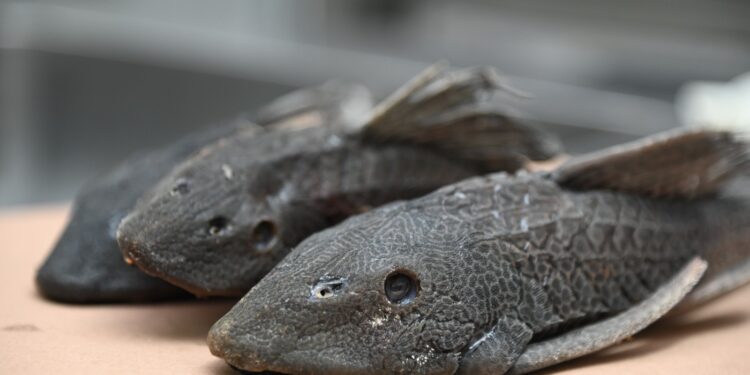 La invasión de especies exóticas como el pez diablo en los ríos de Culiacán está afectando a la fauna nativa, de acuerdo con investigador de la UAS