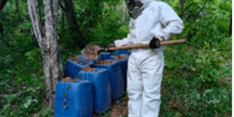 Grupo Interinstitucional asegura y destruye 3 áreas de concentración de material para la elaboración de drogas en Culiacán y Cosalá