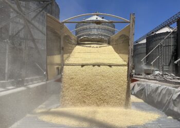 Alerta COUC por alza en importación de maíz