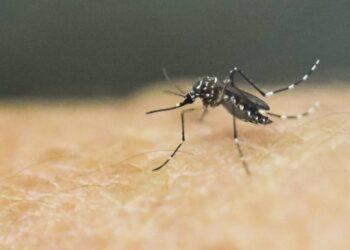 Investigadores de la UAS buscan a través de modelos biológicos obtener diagnósticos certeros en enfermedades como dengue, zika y otras virosis