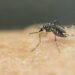 Investigadores de la UAS buscan a través de modelos biológicos obtener diagnósticos certeros en enfermedades como dengue, zika y otras virosis