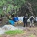 En Mocorito, aseguran y destruyen un área de concentración de sustancias para la elaboración de drogas
