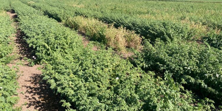 COUC pide garantizar semilla de calidad para mantener competitividad del garbanzo sinaloense