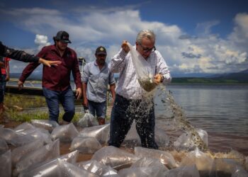 Inicia Rocha la siembra de alevines en la presa Sanalona y 13 embalses más de Culiacán