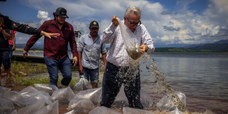 Inicia Rocha la siembra de alevines en la presa Sanalona y 13 embalses más de Culiacán