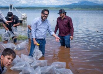 ¡Sembramos vida y esperanza! Rubén Rocha y Juan de Dios Gámez continúan programa de repoblamiento de alevines en presa Sanalona!