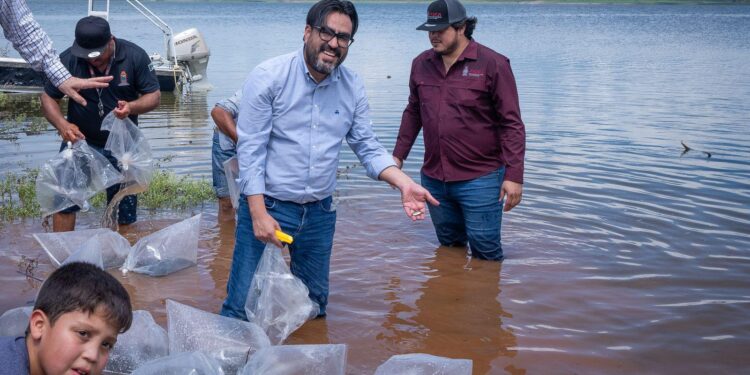 ¡Sembramos vida y esperanza! Rubén Rocha y Juan de Dios Gámez continúan programa de repoblamiento de alevines en presa Sanalona!