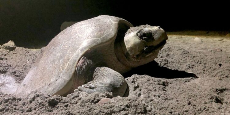 Conservación de la tortuga marina en Playa Ceuta por parte de la UAS sigue obteniendo resultados positivos, a 49 años de haber iniciado dicha labor