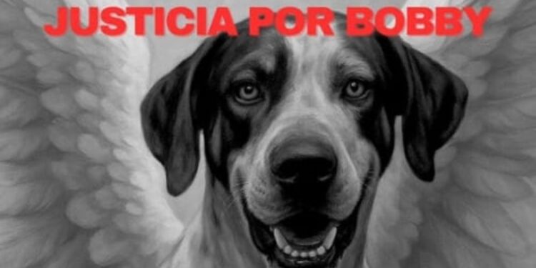 Que sea un proceso apegado a la Ley: Feliciano Castro sobre primera audiencia del caso “Bobby”, can asesinado a machetazos