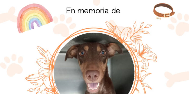 “Esperanza” perrita baleada en Culiacán cruza el puente de arcoíris