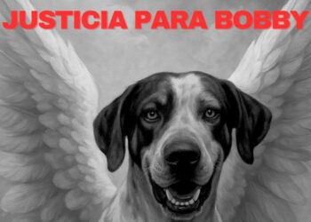 Avanza proceso legal contra presunto agresor de “Bobby”, perrito asesinado  a machetazos