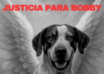 FGE tiene identificado a presunto agresor de “Bobby”, perrito que perdió la vida tras ser atacado a machetazos
