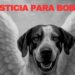 FGE tiene identificado a presunto agresor de “Bobby”, perrito que perdió la vida tras ser atacado a machetazos