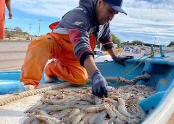 La veda de la pesca de camarón se levantará el 19 de septiembre en el Pacífico Mexicano