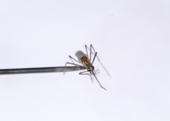 Investigadores de la UAS detectan en Sinaloa la presencia del mosquito Toxorhynchites Moctezuma, que podría ser un control biológico natural del dengue