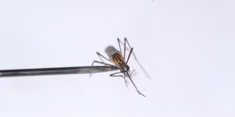 Investigadores de la UAS detectan en Sinaloa la presencia del mosquito Toxorhynchites Moctezuma, que podría ser un control biológico natural del dengue