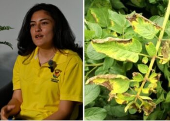 Alumna de la UAS realiza investigación sobre evaluación de tratamientos químicos biológicos y extractos botánicos contra hongo patógeno vegetal