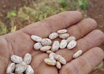 No hay sobreproducción de frijol, hay ineficacia del gobierno: Evenor Cuéllar