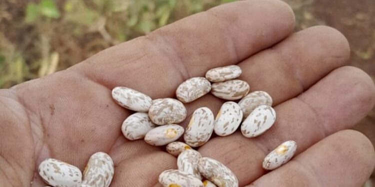 No hay sobreproducción de frijol, hay ineficacia del gobierno: Evenor Cuéllar