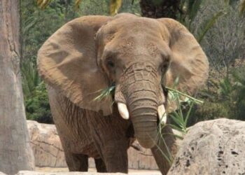 Activistas animalistas querían llevar a Ely a un supuesto santuario en Brasil donde los elefantes son maltratados, castigados severamente y mueren inesperadamente: AZCARM