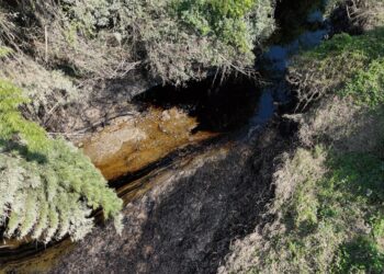 UNBIO exige a la PROFEPA actuar de inmediato ante el derrame de hidrocarburos en el Río Pantepec