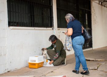 DIF Bienestar El Vallado mantiene campaña permanente de esterilización gratuita para perros y gatos