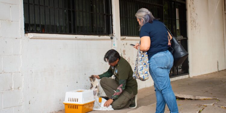 DIF Bienestar El Vallado mantiene campaña permanente de esterilización gratuita para perros y gatos