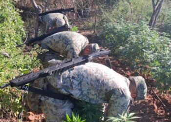 Localiza y destruye 2 plantíos de marihuana en Culiacán
