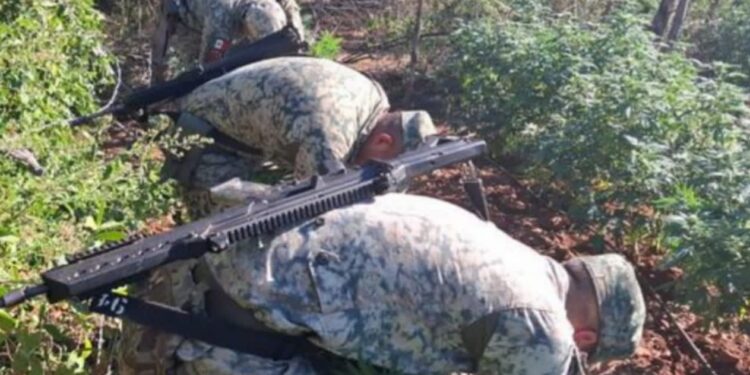 Localiza y destruye 2 plantíos de marihuana en Culiacán