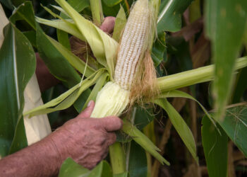 Rocha Moya afirma que recursos reasignados para el maíz aún son insuficientes